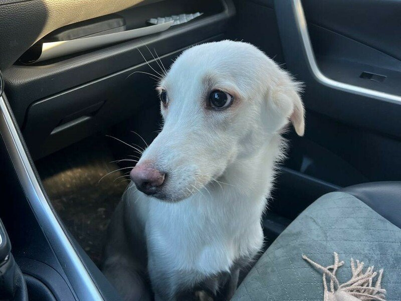 Ищем хозяина или новый дом для собаки