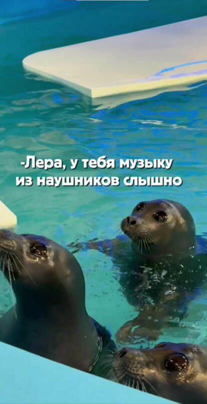 А если вы хотите увидеть танцы наших нерп, приходите на представление в Барнаульский Нерпинарий!